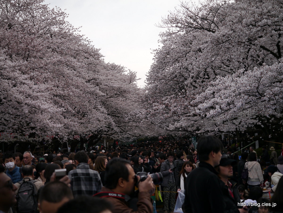 上野公園の桜+-+都内は桜が満開に