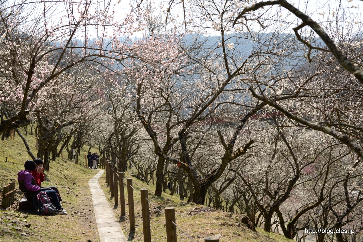 散策路の様子+-+木下沢梅林は梅が満開