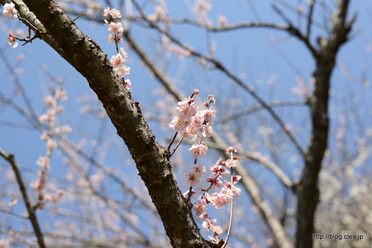 薄紅梅+-+木下沢梅林は梅が満開
