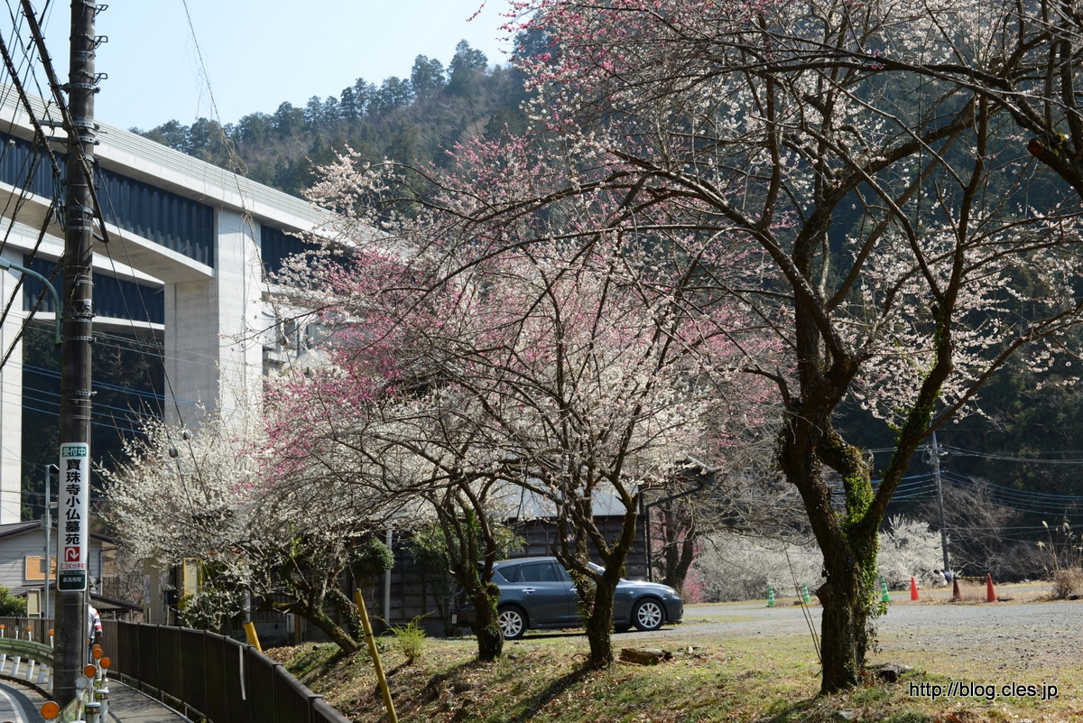 道路から見える+-+湯の花梅林も満開