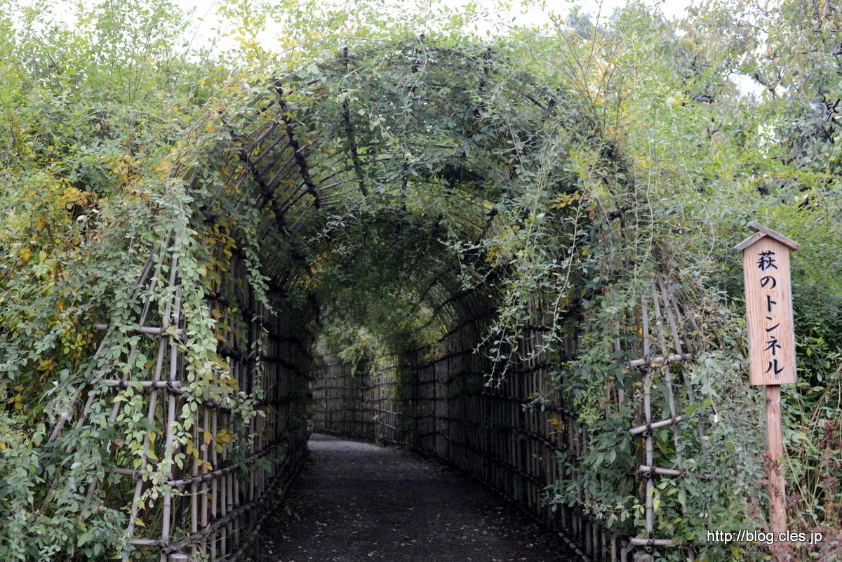 向島百花園に菊を見に行く