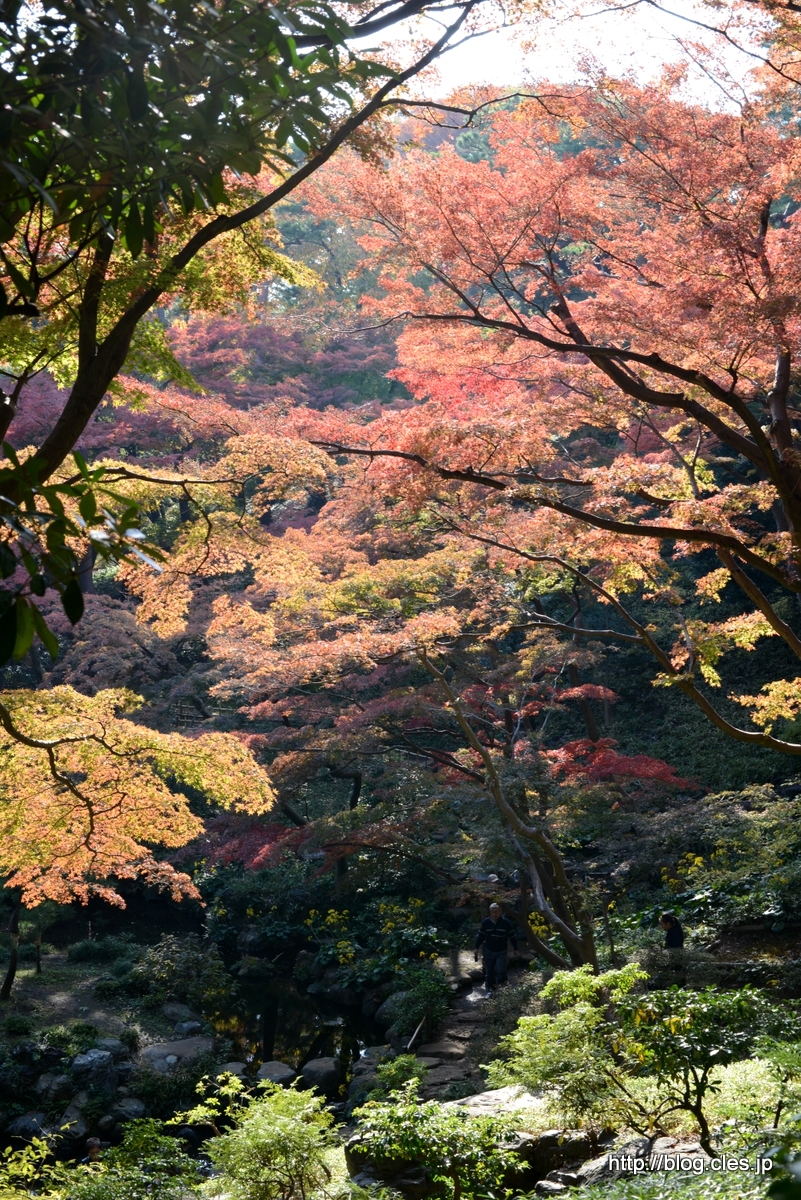 殿ヶ谷戸庭園の紅葉