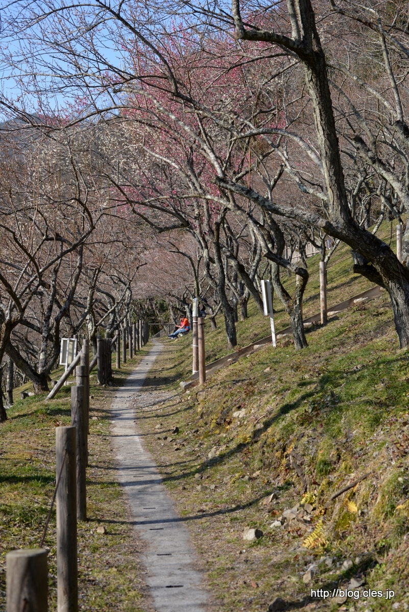 園内は人もまばら+-+2014年の木下沢梅林の見頃は来週以降？
