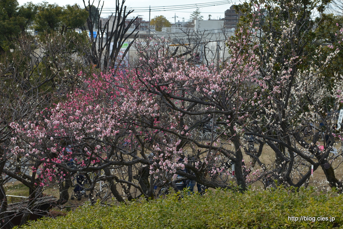 園内の様子+-+せたがや梅まつりの羽根木公園へ