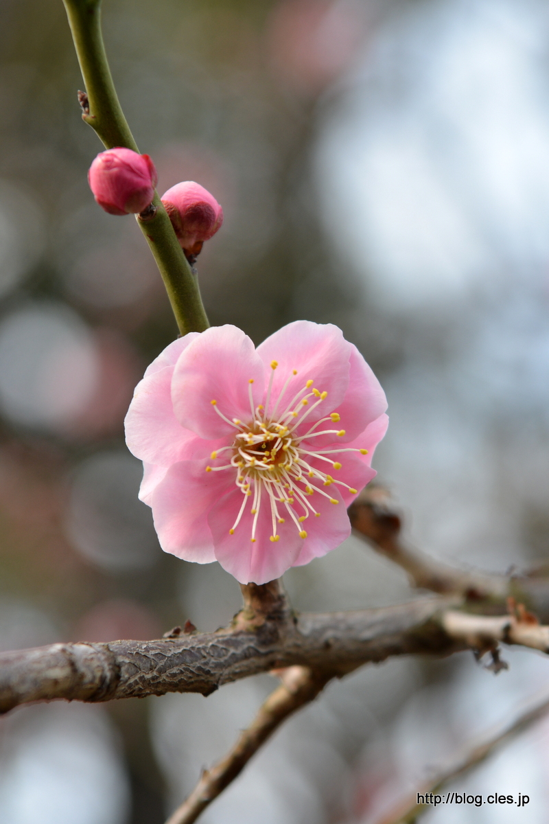 くれはしだれ梅+-+せたがや梅まつりの羽根木公園へ