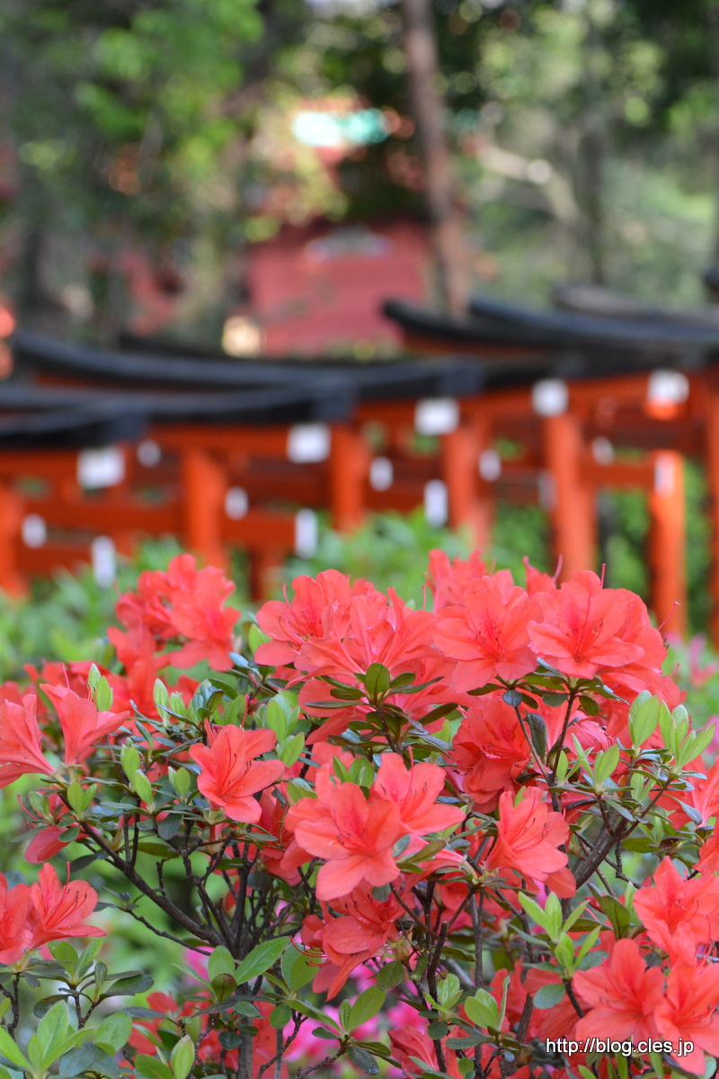 鳥居とつつじ+-+根津神社の文京つつじまつり+2016