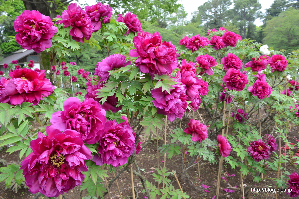 島大臣+-+春の神代植物公園