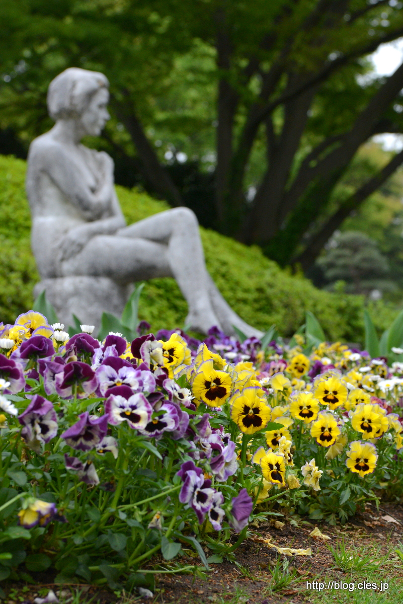 パンジー+-+春の神代植物公園