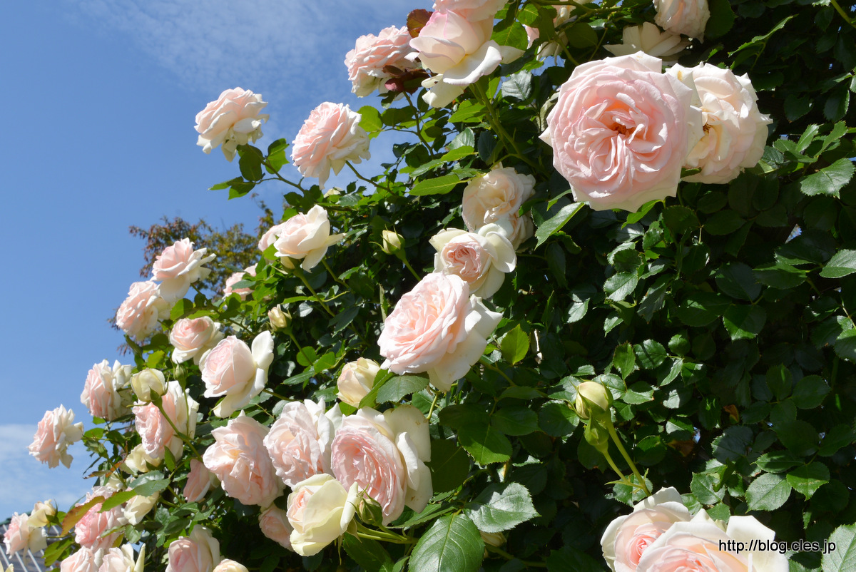 ブラン+ピエール+ドゥ+ロンサール+-+京成バラ園の春バラ+2018