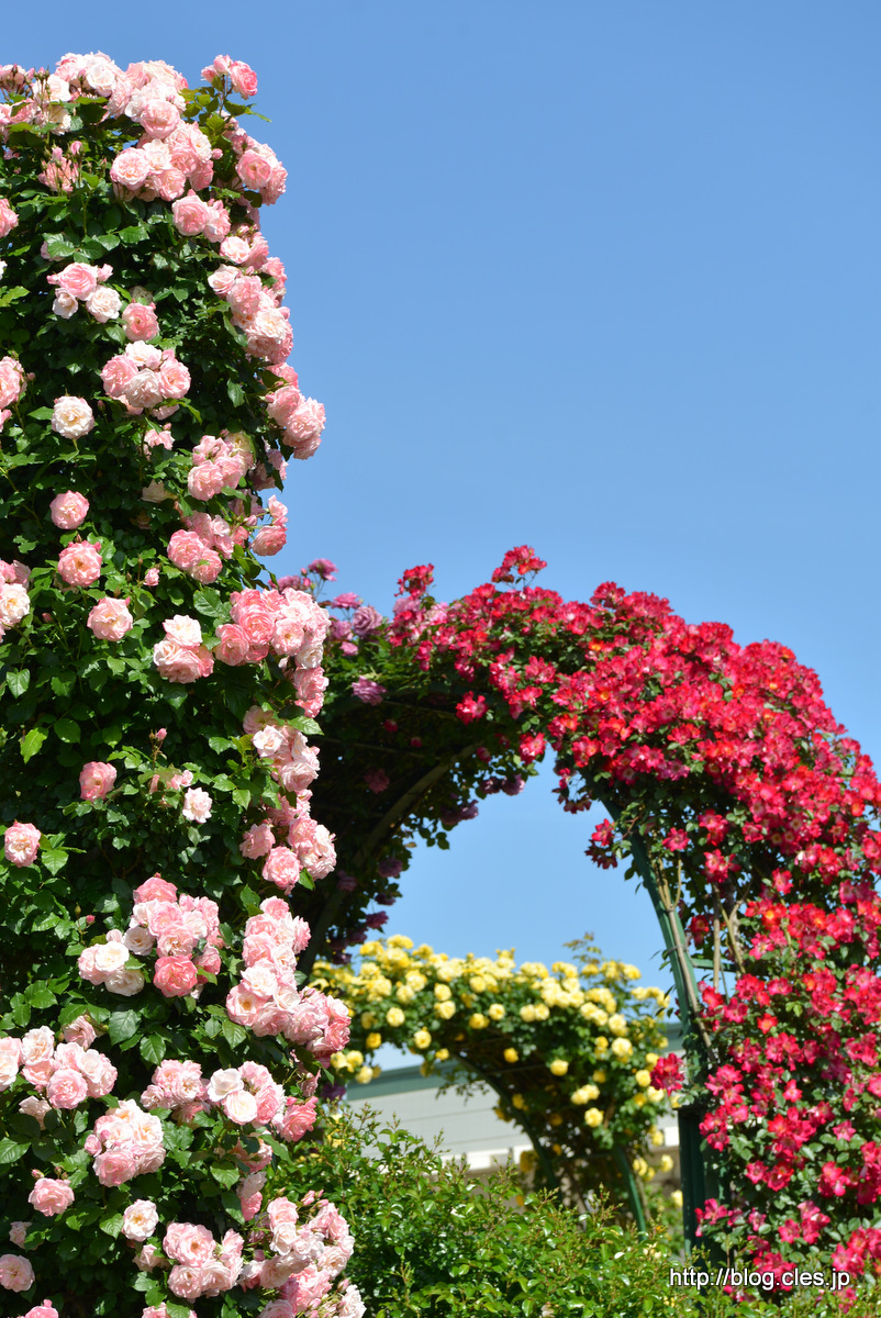 ツル+桜霞（手前）+-+京成バラ園の春バラ+2018