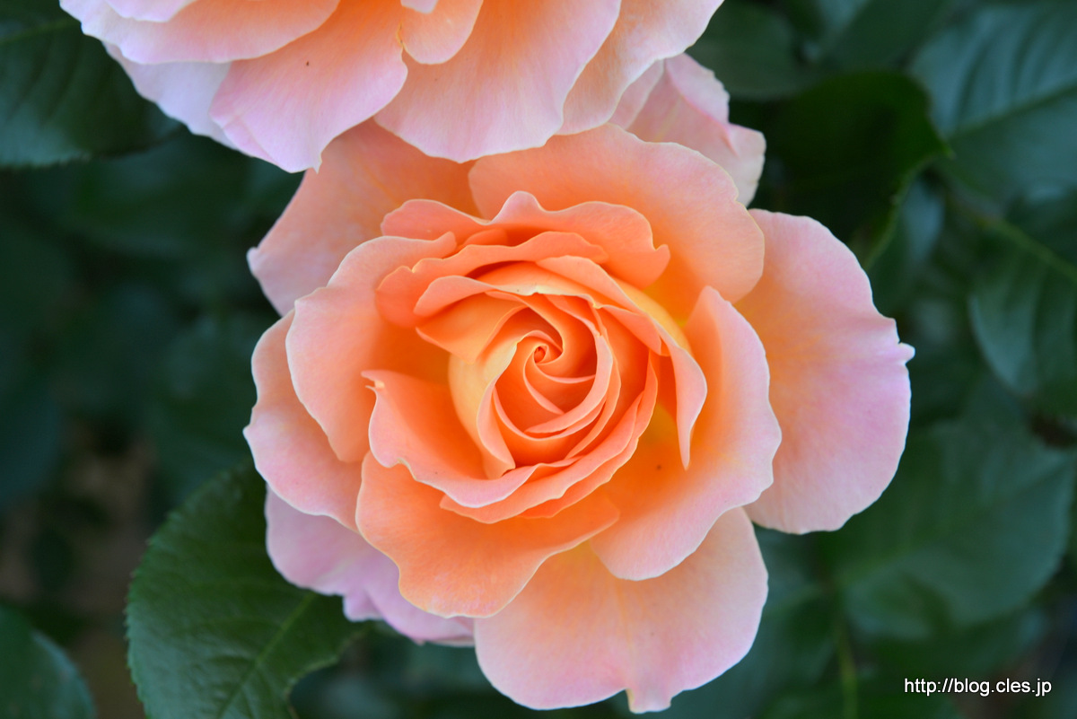 アルパイン+サンセット+-+京成バラ園の春バラ+2018