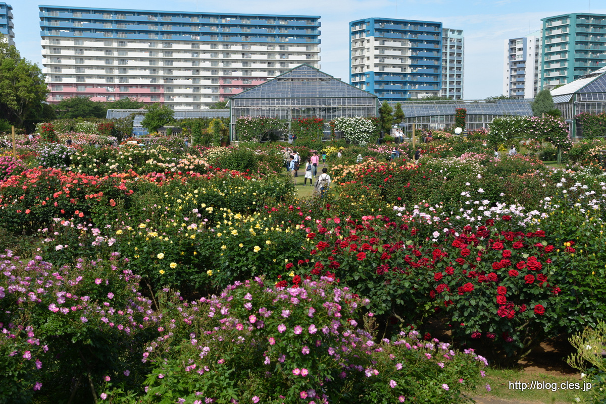 バラ園全景+-+京成バラ園の春バラ+2018