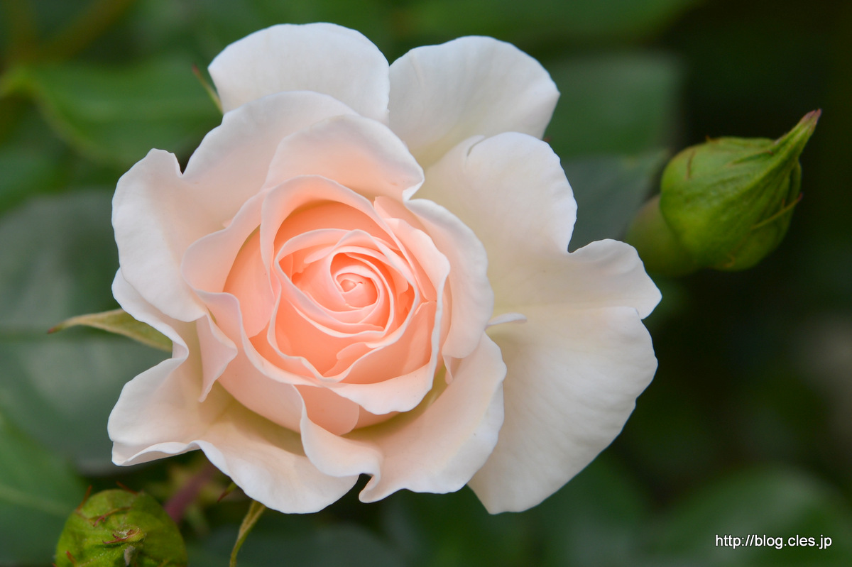 ナイチンゲール+-+京成バラ園の春バラ+2018