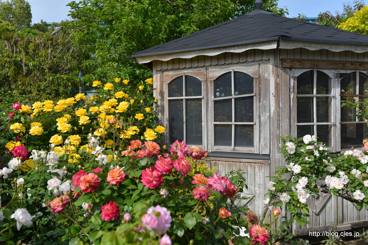 園内にある四阿+-+京成バラ園の春バラ+2018