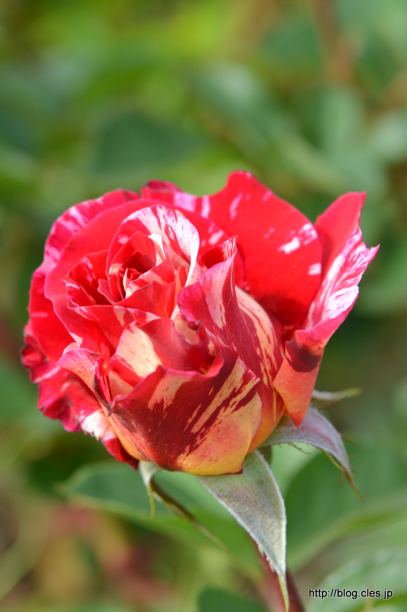 モーリス+ユトリロ+-+京成バラ園の春バラ+2018