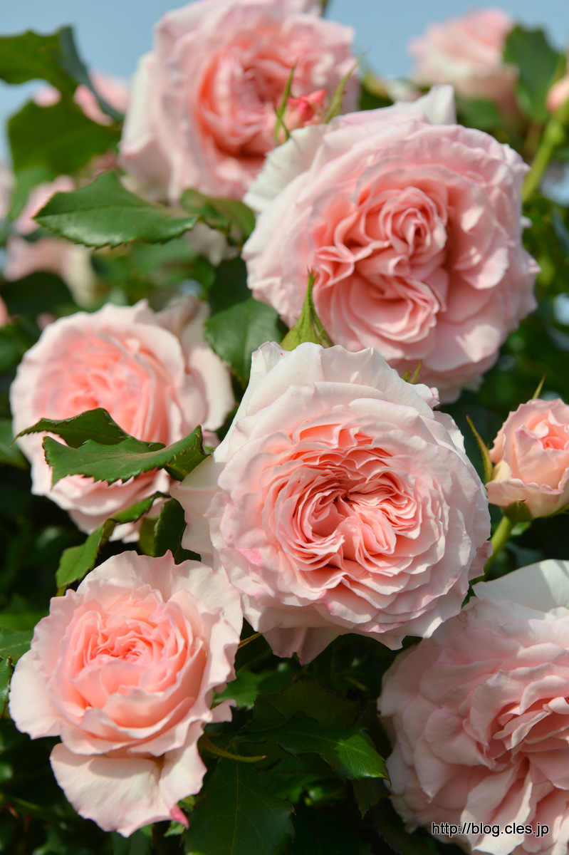 ブライダル+ピンク+アンティーク+-+京成バラ園の春バラ+2018