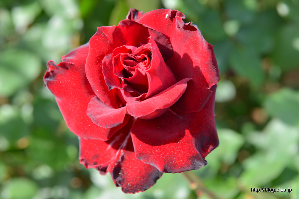 ベルサイユのばら+-+京成バラ園の春バラ+2018