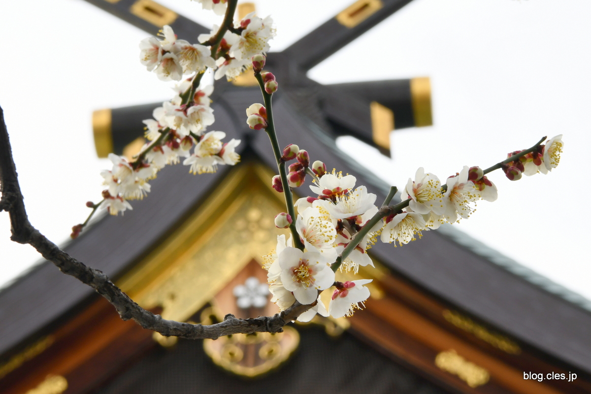 白梅と社殿+-+湯島天神の梅まつり+2023+はまだ咲き始め