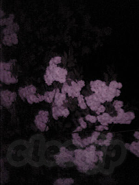 夜桜 - 夜桜