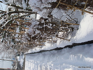 雪景色 - 山形へ出張