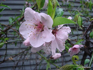 桜 - 桜が咲いている