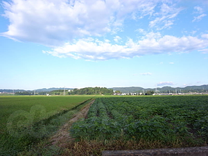 水田の様子 - いざ東京へ