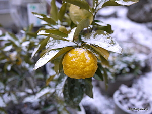 柚と雪 - 2010年 あけましておめでとうございます