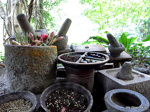  - Tropical Spice Garden