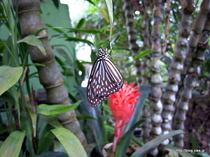  - Penang Butterfly Farm