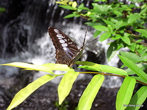  - Penang Butterfly Farm