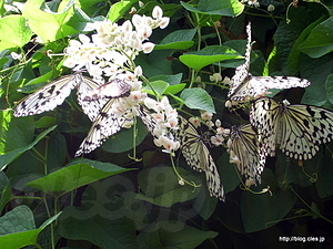  - Penang Butterfly Farm
