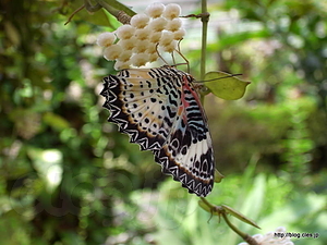  - Penang Butterfly Farm