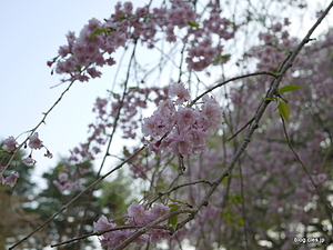 枝垂れ桜 - 桜を眺めながら