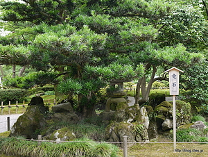 竜石 - 竜石を発見！