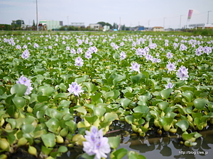 ホテイアオイの花 - ホテイアオイの花