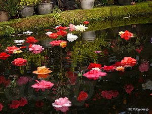 大温室の池 - 富士花鳥園