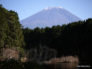 池の前からの富士山 - 富士花鳥園
