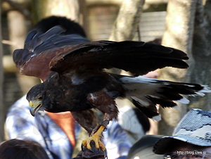ハリスホーク - 富士花鳥園