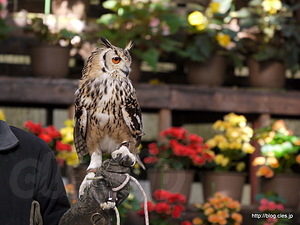 フクロウ - 富士花鳥園