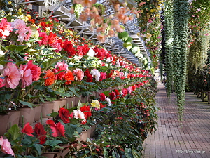 大温室で咲く花 - 富士花鳥園