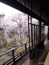 千駄木・旧安田楠雄邸庭園の桜 - 都内は桜が満開に