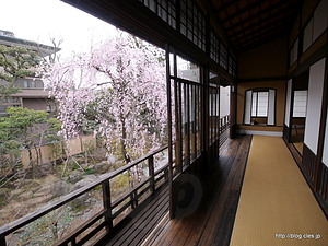 ２F縁側からのしだれ桜 - 旧安田楠雄邸庭園を見学