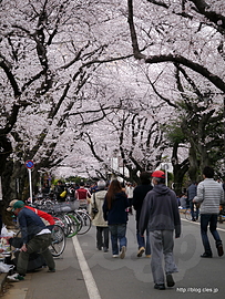 谷中霊園の桜 - 都内は桜が満開に