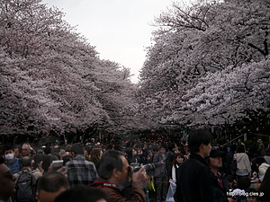 上野公園の桜 - 都内は桜が満開に