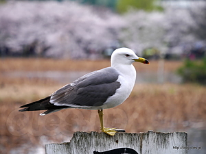 不忍池のウミネコと桜 - 都内は桜が満開に