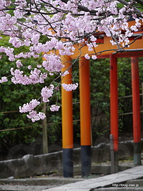 根津神社の桜 - 都内は桜が満開に