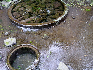 柿田川湧水の湧き間 - 柿田川湧水群