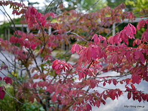鍋平高原の紅葉 - 新穂高ロープウェイ（新穂高温泉～鍋平高原）