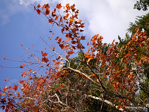 千石園地の紅葉 - 千石園地と国内最高所のポスト