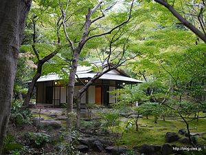 茶室 - 旧古河庭園の秋のバラフェスティバル 2012